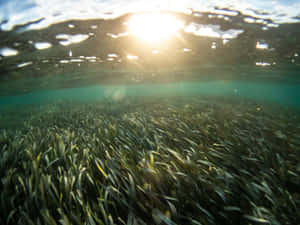 Underwater Seagrass Bed Sunlight Wallpaper