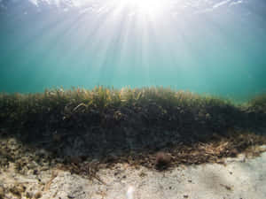 Underwater Seagrass Bed Sunrays Wallpaper