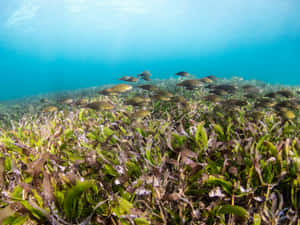 Underwater Seagrass Bed With Fish Wallpaper