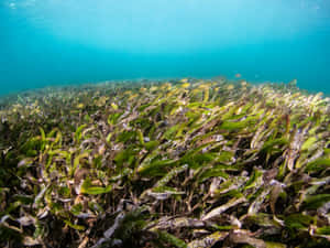 Underwater Seagrass Bedwith Fish Wallpaper