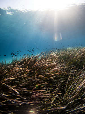 Underwater Seagrass Bedwith Fish School.jpg Wallpaper