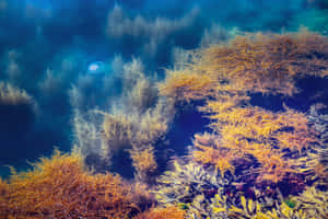 Underwater_ Seagrass_ Biodiversity.jpg Wallpaper