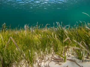 Underwater Seagrass Meadow Wallpaper