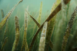 Underwater Seagrass Meadow Wallpaper