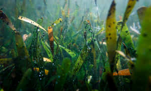 Underwater Seagrass Meadow Wallpaper