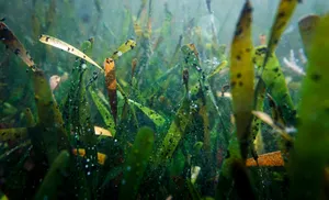 Underwater Seagrass Meadow Wallpaper