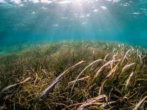 Underwater Seagrass Meadow Sunlight Wallpaper