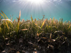 Underwater Seagrass Meadow Sunrays Wallpaper