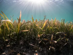 Underwater Seagrass Meadow Sunrays Wallpaper