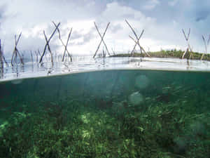 Underwater Seagrass With Split Surface View Wallpaper