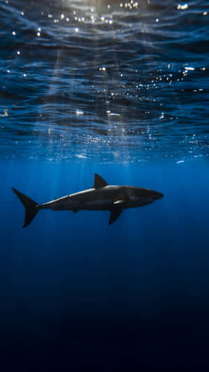 Underwater_ Shark_ Silhouette Wallpaper