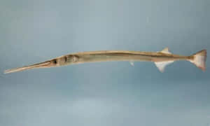 Underwater Snapshot Of Needlefish Wallpaper