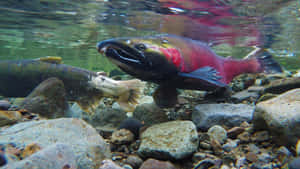 Underwater Sockeye Salmon Spawning.jpg Wallpaper