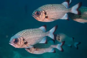 Underwater Soldierfish School.jpg Wallpaper