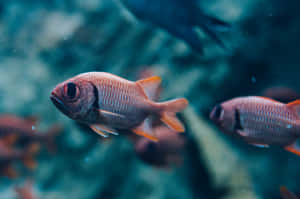 Underwater Soldierfish Swimming Wallpaper