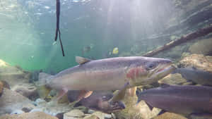 Underwater Steelhead School.jpg Wallpaper