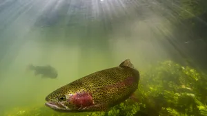 Underwater Steelhead Sunrays Wallpaper