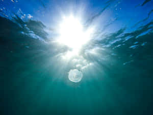 Underwater_ Sunshine_with_ Jellyfish.jpg Wallpaper