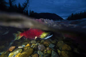 Underwater_ View_of_ Spawning_ Salmon Wallpaper