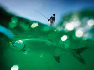 Underwater_ View_of_ Tarpon_and_ Fisherman.jpg Wallpaper