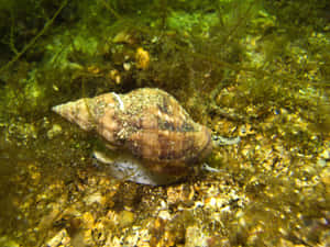 Underwater_ Whelk_on_ Seabed.jpg Wallpaper