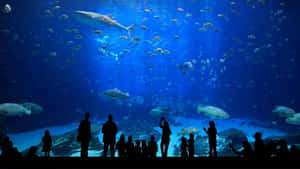 Underwater_ Wonder_ Aquarium_ View.jpg Wallpaper