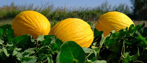 Unharvested Canary Melon Wallpaper