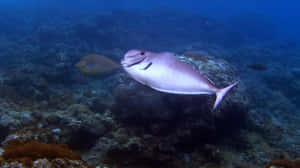 Unicorn Fish Swimming Near Coral Reef Wallpaper