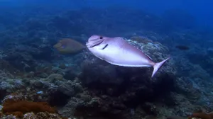 Unicorn Fish Swimming Near Coral Reef Wallpaper