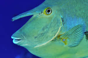 Unicornfish Close Up Underwater Wallpaper