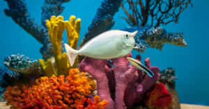 Unicornfishin Coral Reef Wallpaper