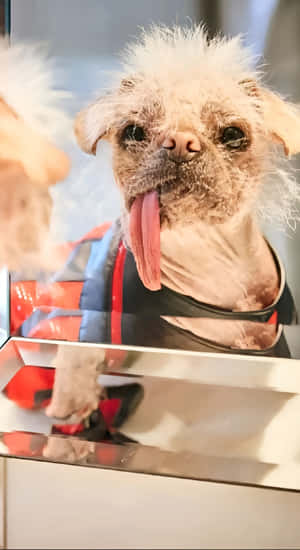 Unique Dog With Tongue Out Wallpaper