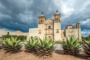 Unique Shrubs In Oaxaca Wallpaper