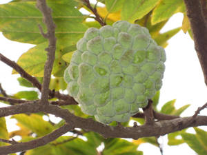 Uniquely Shaped Sugar Apple On A Bright Background Wallpaper