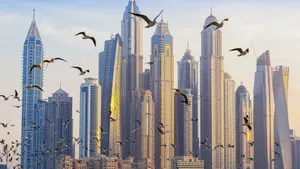 United Arab Emirates Flock Of Seagull Wallpaper