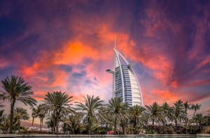 United Arab Emirates Palm Trees Wallpaper