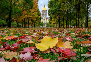 University Of Notre Dame With Dried Leaves Wallpaper