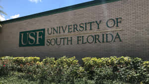 University Of South Florida Signage Brick Wallpaper