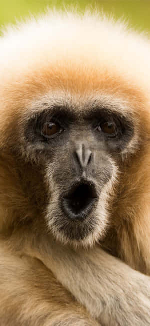 Unlock The Potential Of Your Iphone With Monkey! Wallpaper