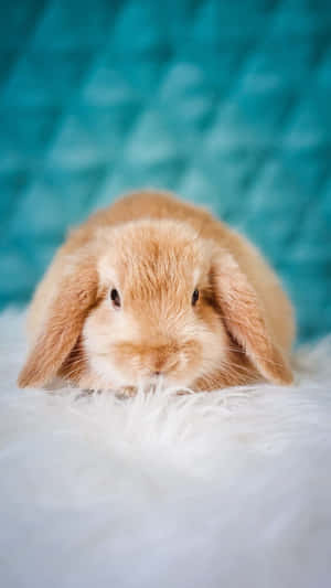 Unlock Your Cuteness With This Cute Bunny Iphone Wallpaper