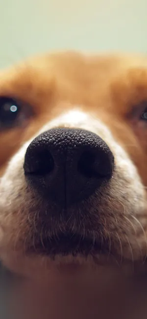 Unlock Your Digital World With A Dog Iphone Wallpaper