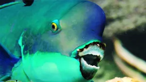 Unorthodox Blue Fish Wallpaper