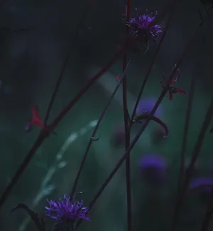 Unorthodox Blue Flower On Grass Field Wallpaper