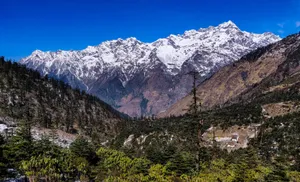 Unorthodox Trees On Mountain Wallpaper