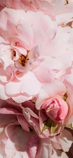 Unplug And Enjoy The Beauty Of Floral Art With This Pink Floral Iphone Wallpaper. Wallpaper