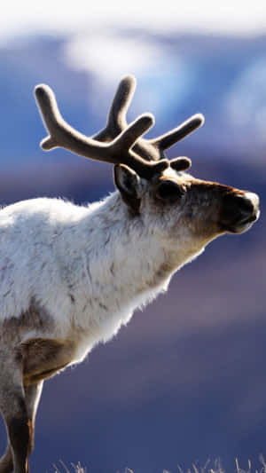 Untamed Beauty Of Wilderness Wallpaper