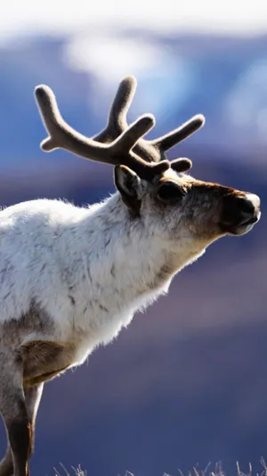 Untamed Beauty Of Wilderness Wallpaper