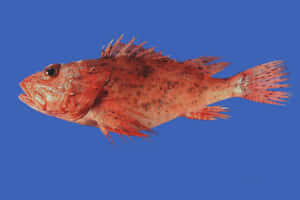 Unusual Beauty Underwater: A Close Encounter With The Exotic Scorpionfish Wallpaper