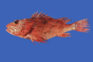 Unusual Beauty Underwater: A Close Encounter With The Exotic Scorpionfish Wallpaper