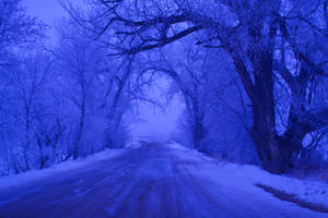 Unveiling Nature's Mystique In A Foggy Forest Wallpaper